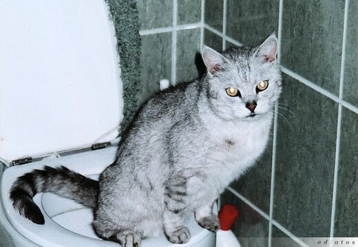 Lalek - kot który nie potrzebował kuwety